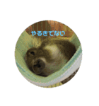 デグーのショコラ（個別スタンプ：11）