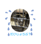 デグーのショコラ（個別スタンプ：16）