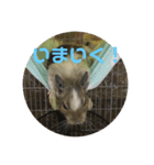 デグーのショコラ（個別スタンプ：18）
