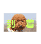 超おバカのお空（個別スタンプ：13）