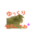 リアルアニマルすたんぷ ver2（個別スタンプ：10）