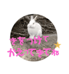 リアルアニマルすたんぷ ver2（個別スタンプ：13）
