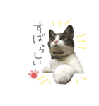 サバトラ りりぃと野良猫ぽんた（個別スタンプ：2）