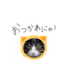 サバトラ りりぃと野良猫ぽんた（個別スタンプ：4）