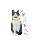 サバトラ りりぃと野良猫ぽんた（個別スタンプ：5）