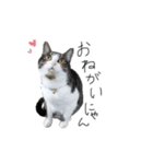 サバトラ りりぃと野良猫ぽんた（個別スタンプ：6）