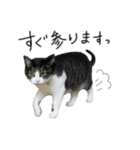 サバトラ りりぃと野良猫ぽんた（個別スタンプ：8）