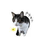 サバトラ りりぃと野良猫ぽんた（個別スタンプ：11）