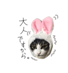 サバトラ りりぃと野良猫ぽんた（個別スタンプ：12）