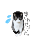 サバトラ りりぃと野良猫ぽんた（個別スタンプ：13）