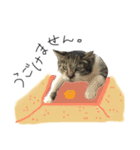 サバトラ りりぃと野良猫ぽんた（個別スタンプ：15）