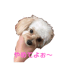 チワプー♡Pink（個別スタンプ：1）
