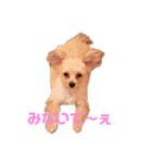 チワプー♡Pink（個別スタンプ：5）