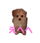 チワプー♡Pink（個別スタンプ：12）