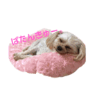チワプー♡Pink（個別スタンプ：14）