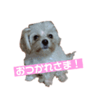 チワプー♡Pink（個別スタンプ：15）