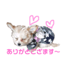 チワプー♡Pink（個別スタンプ：16）