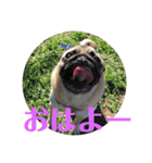 パグのくるみちゃん1（個別スタンプ：1）