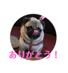 パグのくるみちゃん1（個別スタンプ：8）