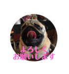 パグのくるみちゃん1（個別スタンプ：9）