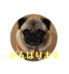 パグのくるみちゃん1（個別スタンプ：11）