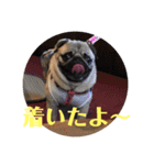 パグのくるみちゃん1（個別スタンプ：12）