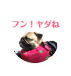 パグのくるみちゃん1（個別スタンプ：21）