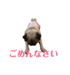 パグのくるみちゃん1（個別スタンプ：24）
