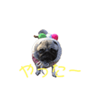 パグのくるみちゃん1（個別スタンプ：30）