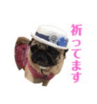 パグのくるみちゃん1（個別スタンプ：40）