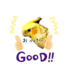 オカメさんのスタンプ（個別スタンプ：1）