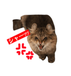 ジャック＆ダニエル 2（個別スタンプ：4）