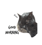黒猫ウネくん（個別スタンプ：1）