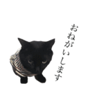 黒猫ウネくん（個別スタンプ：5）
