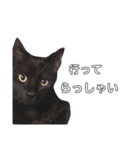 黒猫ウネくん（個別スタンプ：14）