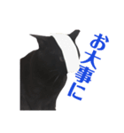 黒猫ウネくん（個別スタンプ：18）