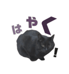 黒猫ウネくん（個別スタンプ：26）