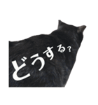 黒猫ウネくん（個別スタンプ：32）