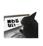 黒猫ウネくん（個別スタンプ：37）