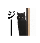 黒猫ウネくん（個別スタンプ：38）
