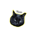 黒猫ウネくん（個別スタンプ：40）