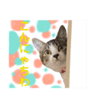 保護猫ピノbyオハナビーズ（個別スタンプ：1）
