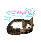 保護猫ピノbyオハナビーズ（個別スタンプ：2）