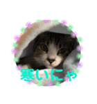 保護猫ピノbyオハナビーズ（個別スタンプ：3）