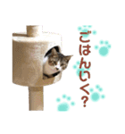 保護猫ピノbyオハナビーズ（個別スタンプ：4）