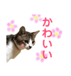 保護猫ピノbyオハナビーズ（個別スタンプ：5）