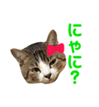 保護猫ピノbyオハナビーズ（個別スタンプ：6）