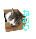 保護猫ピノbyオハナビーズ（個別スタンプ：7）