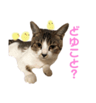 保護猫ピノbyオハナビーズ（個別スタンプ：8）