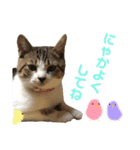 保護猫ピノbyオハナビーズ（個別スタンプ：9）